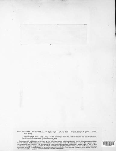 Leptosphaeria culmifraga image